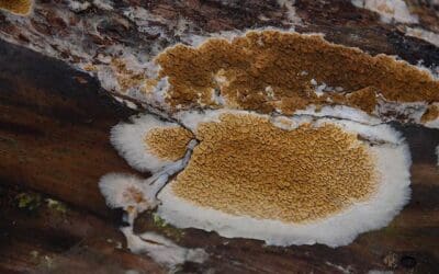 Champignons ressemblant à la mérule : Comment les identifier et éviter la confusion ?