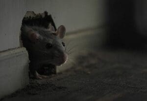 Faire sortir un rat de sa cachette : méthodes testées et approuvées