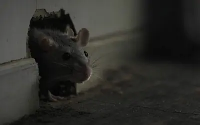 Faire sortir un rat de sa cachette : méthodes testées et approuvées