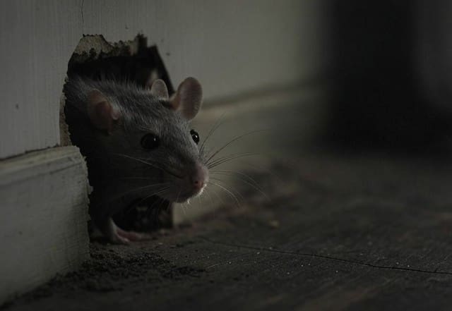 Faire sortir un rat de sa cachette Faire sortir un rat de sa cachette