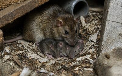 Nid de rats : Trouver et l’éliminer efficacement avant l’infestation