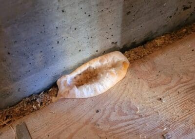 Premiers signes de présence de la mérule