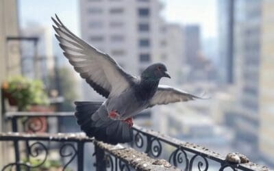 Répulsif anti-pigeon naturel, mécanique ou chimique : que choisir ?