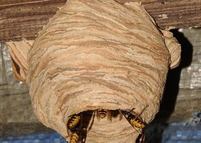 Nid de frelon européen