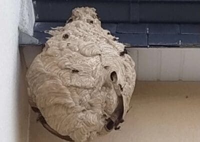 Nid frelons asiatiques