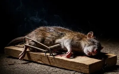 Odeur de rat mort : comment la reconnaître et quels produits pour s’en débarrasser