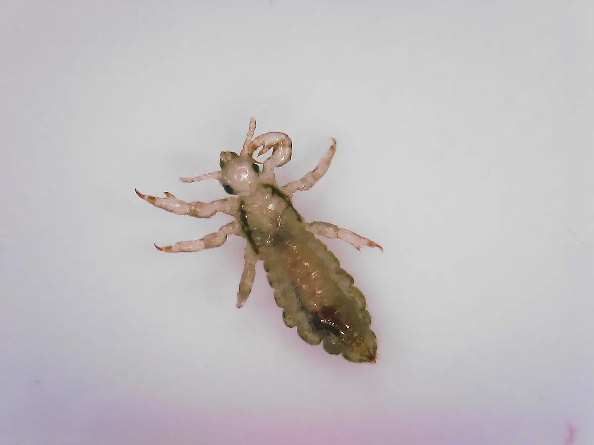 tout savoir sur les poux