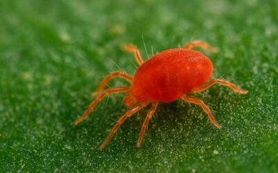 Araignée rouge : comment la reconnaître, quels risques, que faire ?