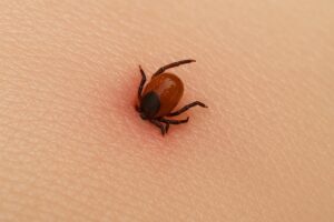 Piqûre de tique : symptômes, dangers, retrait et soins