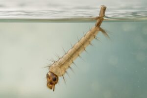 Larves de moustiques : où elles vivent, comment les trouver et les détruire