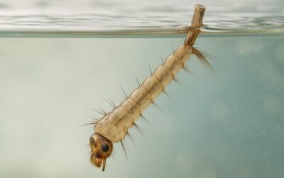 Larves de moustiques : où elles vivent, comment les trouver et les détruire