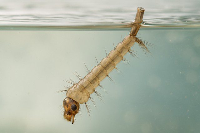 Larves de moustiques-où elles vivent, comment les trouver et les détruire Larves de moustiques-où elles vivent, comment les trouver et les détruire