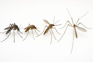 Moustique tigre, commun, anophèle ou cousin : quelle différence ?
