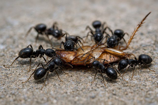 alimentation fourmis alimentation fourmis