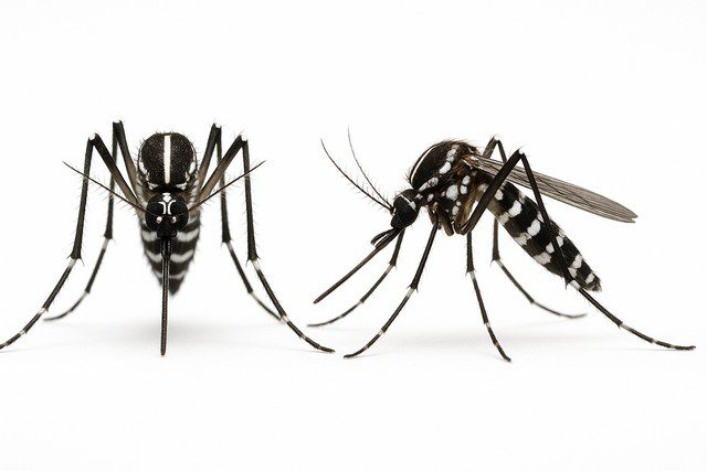 moustique tigre Aedes albopictus moustique tigre Aedes albopictus