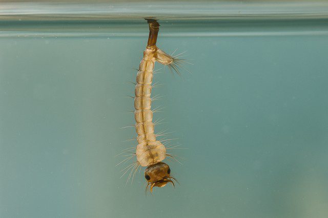 reconnaitre larve moustique reconnaitre larve moustique