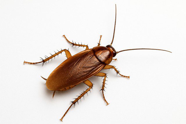 Blatte germanique Blatte germanique
