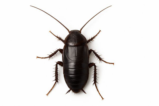 Blatte orientale Blatte orientale