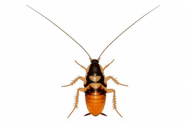 Blatte rayée Blatte rayée