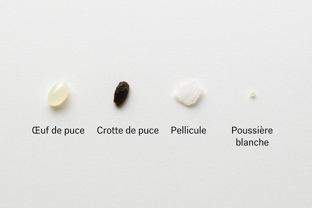 Comparaison visuelle entre un œuf de puce, une crotte de puce, une pellicule et un grain de poussière Comparaison visuelle entre un œuf de puce, une crotte de puce, une pellicule et un grain de poussière
