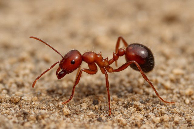 Fourmis de feu – identification, dangers et solutions