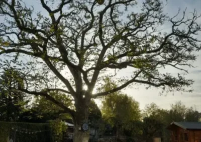 Grand arbre nu en hiver avec un nid de frelons visible en hauteur dans les branches