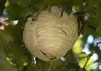 Gros nid actif de frelons asiatiques installé entre les feuilles épaisses d’un érable ou platane, avec l’entrée visible en bas du dôme