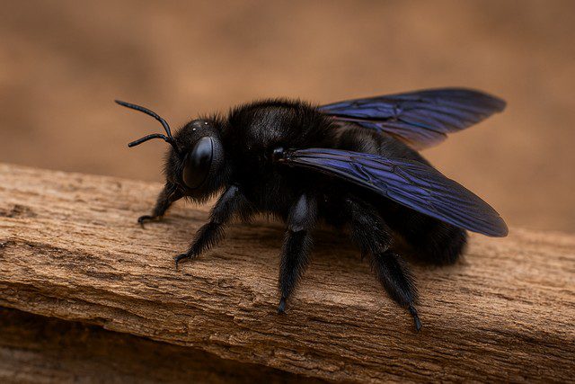 Guêpe charpentière – l’abeille qui fore le bois sans prévenir Guêpe charpentière - l’abeille qui fore le bois sans prévenir