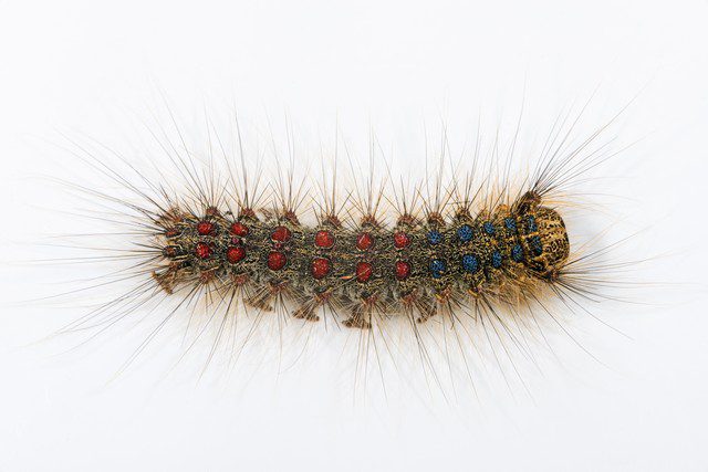 Lymantria_dispar_chenilles du Bombyx Lymantria_dispar_chenilles du Bombyx