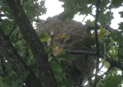 Nid de frelons bien camouflé dans la cime feuillue d’un chêne mature