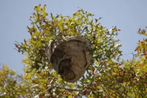 Nid de frelons asiatiques dans un arbre : quels dangers et que faire ?