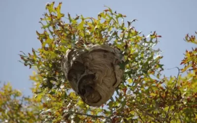 Nid de frelons asiatiques dans un arbre : quels dangers et que faire ?