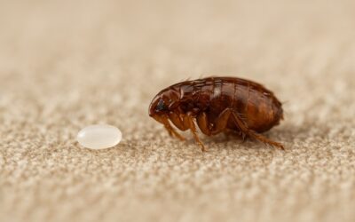 Œufs de puces : comment les identifier et s’en débarrasser