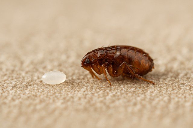 Photo macro d’une puce adulte posée sur un tissu à côté d’un œuf de puce blanchâtre en forme ovale Photo macro d'une puce adulte posée sur un tissu à côté d’un œuf de puce blanchâtre en forme ovale
