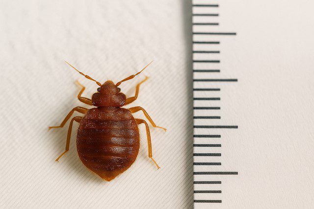 Taille d’une punaise de lit – combien mesure-t-elle vraiment Taille d’une punaise de lit - combien mesure-t-elle vraiment