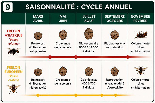 cycle annuel du frelon asiatique et du frelon européen de mars à février comparaison du vol stationnaire du frelon asiatique et du vol direct du frelon européen