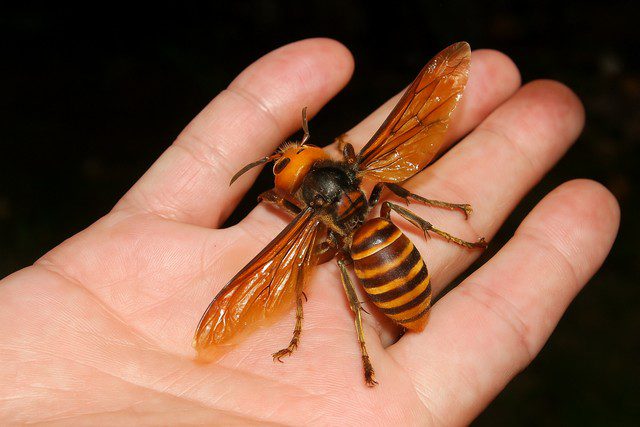 frelon geant frelon géant