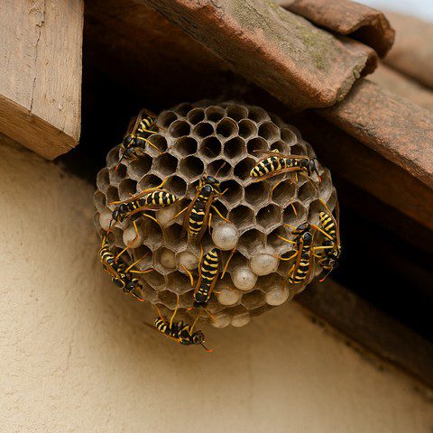 Nid de guêpes - que faire et ne pas faire
