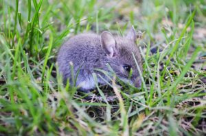Souris grise (domestique) : comment la reconnaître, la comprendre et s’en débarrasser efficacement