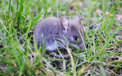 Souris grise (domestique) : comment la reconnaître, la comprendre et s’en débarrasser efficacement