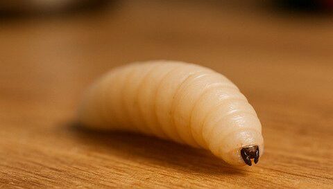 larve de mouche- L'asticot larve de mouche- L'asticot