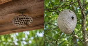Comment savoir si c’est un nid de guêpe ou de frelon ? ce qu’il faut vraiment regarder