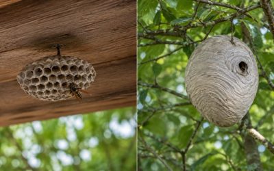 Comment savoir si c’est un nid de guêpe ou de frelon ? ce qu’il faut vraiment regarder