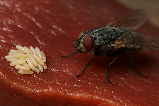 oeuf de mouche pondre - mouche observant sa ponte à quelques millimètres
