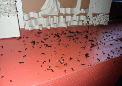 Caca de cafards en amas sombres sur une étagère, typiques d’une infestation active.