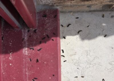 Crottes de cafards accumulées dans un angle de porte, sous forme de petits grains noirs irréguliers