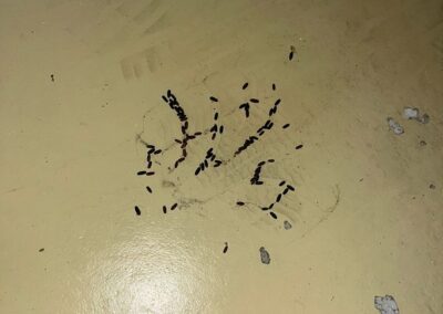 Crottes de cafards en traînées noires visibles sur un sol lisse, regroupées par zone de passage.