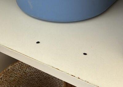 Deux excréments de cafards bien visibles sur une étagère blanche, petits et sombres.