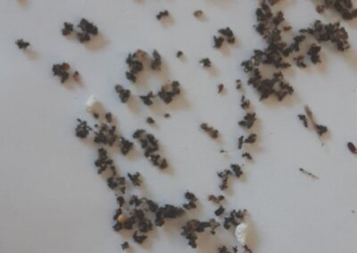 Excréments de cafards éparpillés sur une surface claire, ressemblant à du marc de café.