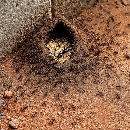 Fourmilière aperçu en Guyane